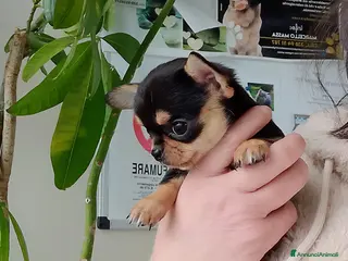 Chihuahua cani Chihuahua pedigree ENCI - Annuncio 1