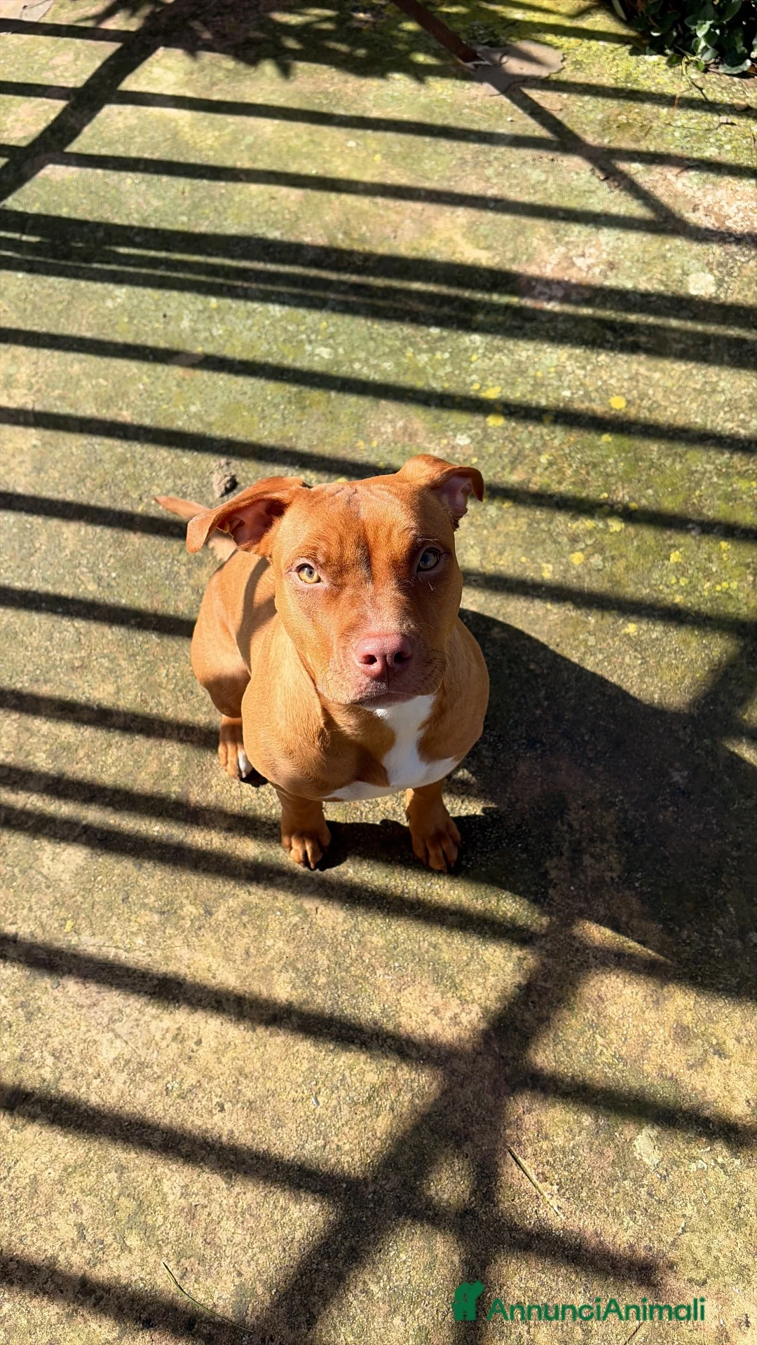 Pitbull cani in vendita: Cucciolo American Pitbull Terrier con Pedigree UKC - Annuncio 2