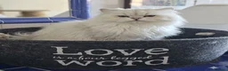 British gatti in vendita: British longhair certificati afef - Annuncio 5