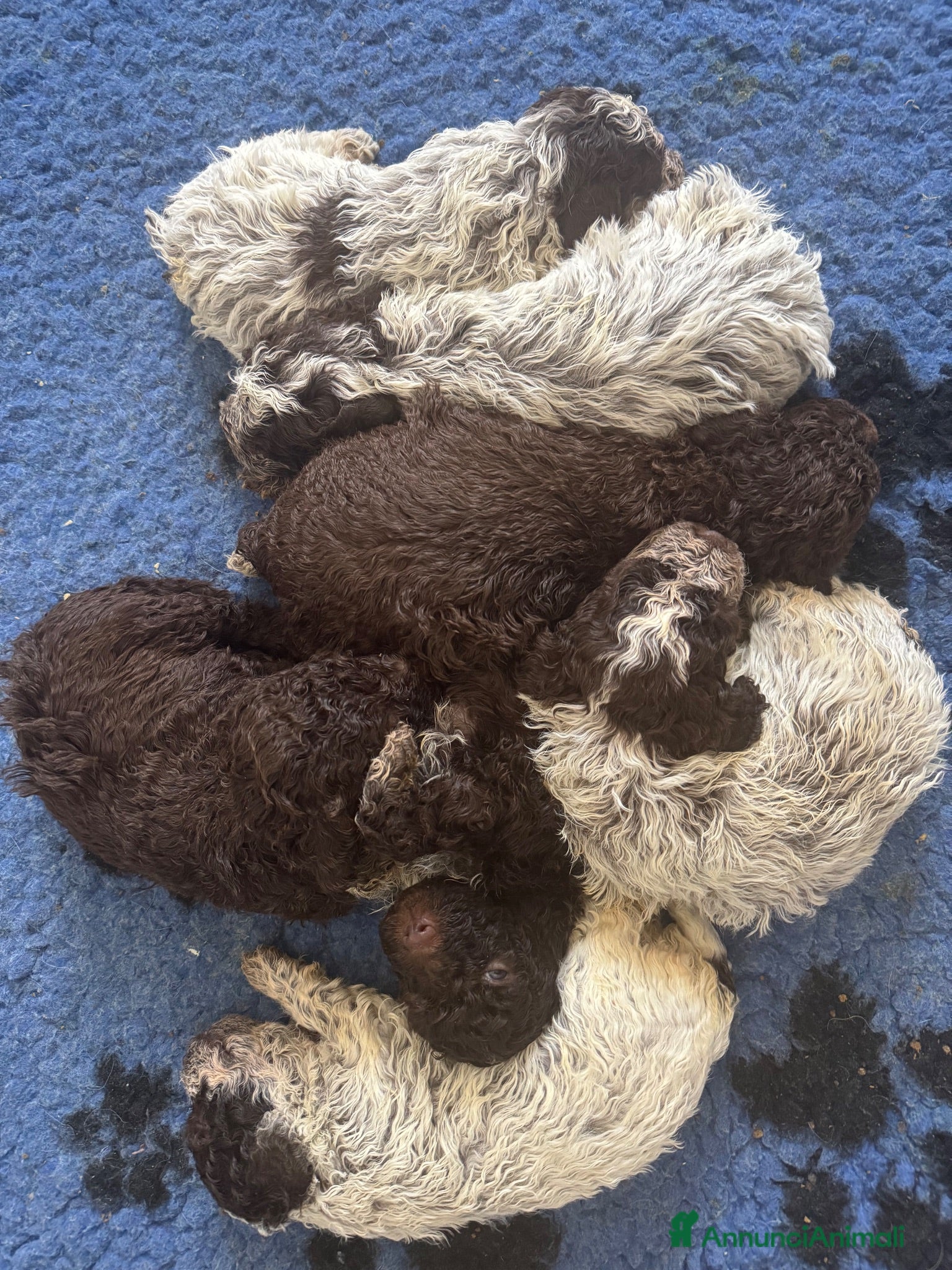 Lagotto cani Cuccioli lagotto romagnolo  - Annuncio 2