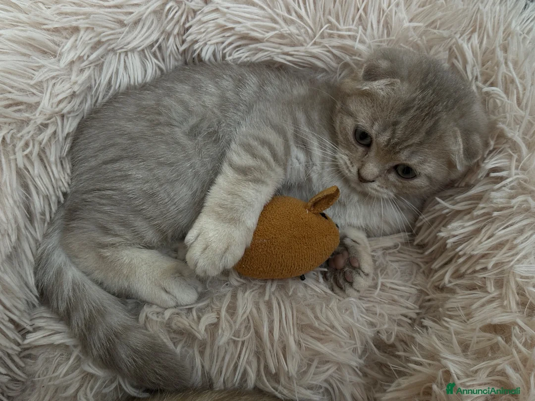 Scottish gatti in vendita: Impossibile non innamorarsi di lui! 🤎 - Annuncio 2
