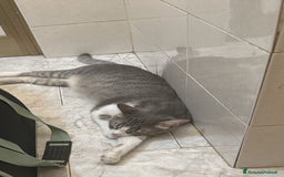 Europeo gatti in regalo: Fiocco d'argento - Immagine 8