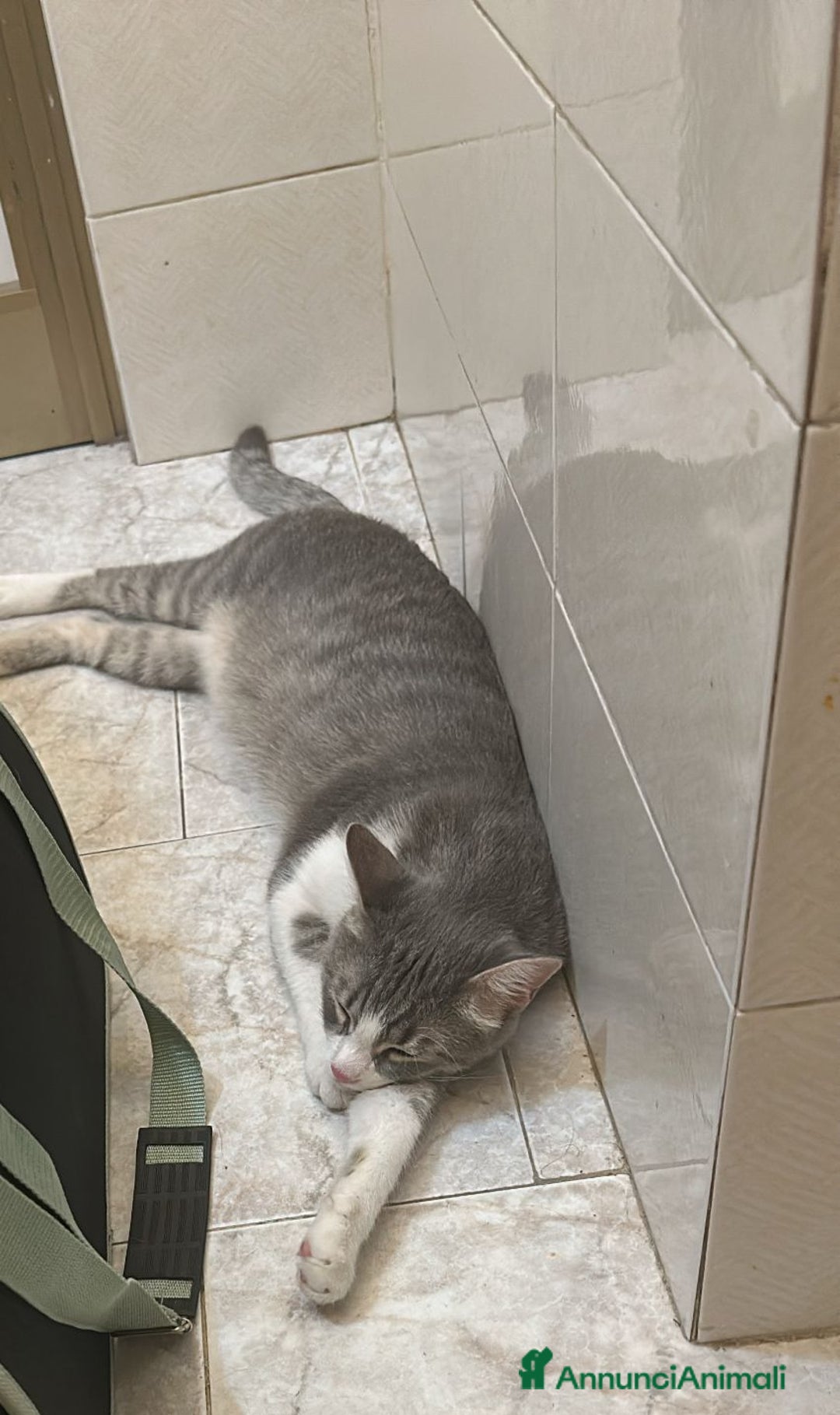 Europeo gatti in regalo: Fiocco d'argento - Annuncio 8