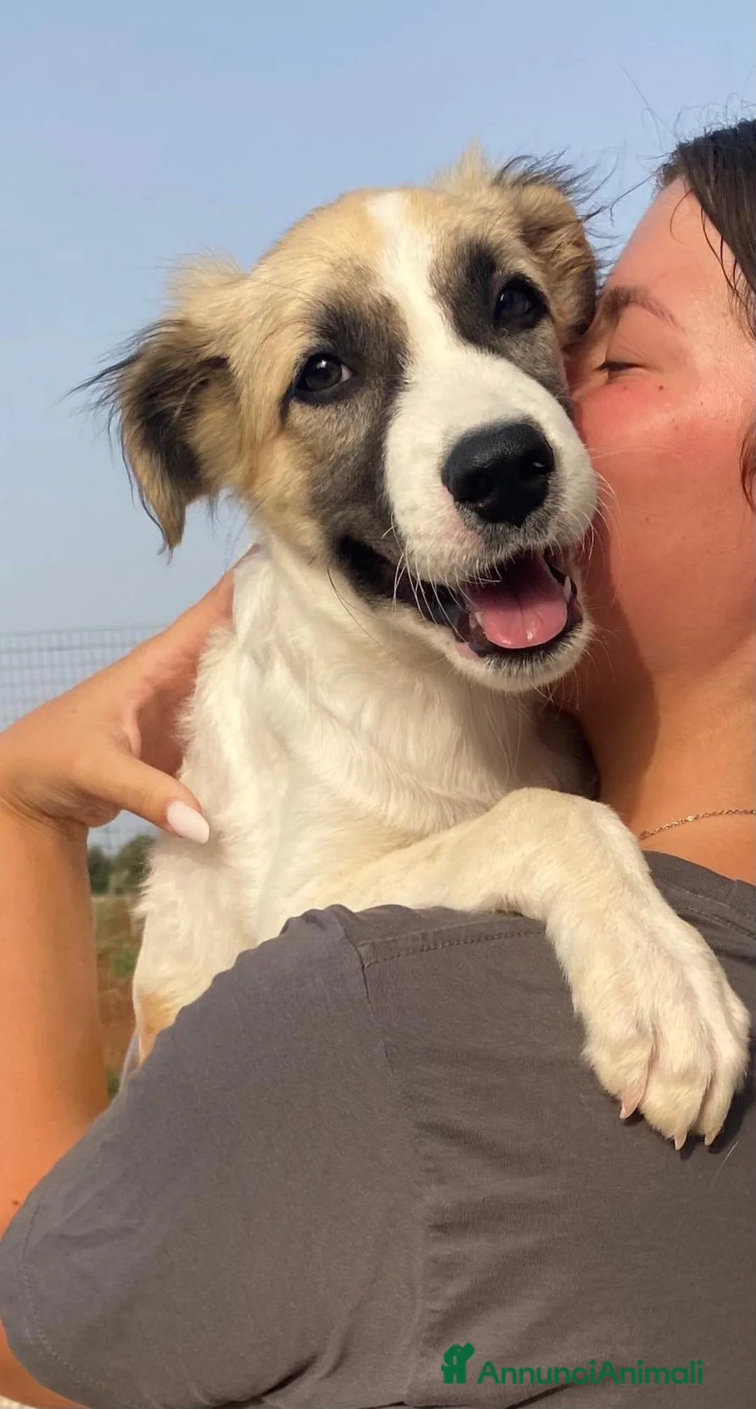 Meticcio cani in regalo: 🌟 SATURNO È IN CERCA DI UNA FAMIGLIA PER SEMPRE! - Annuncio 2