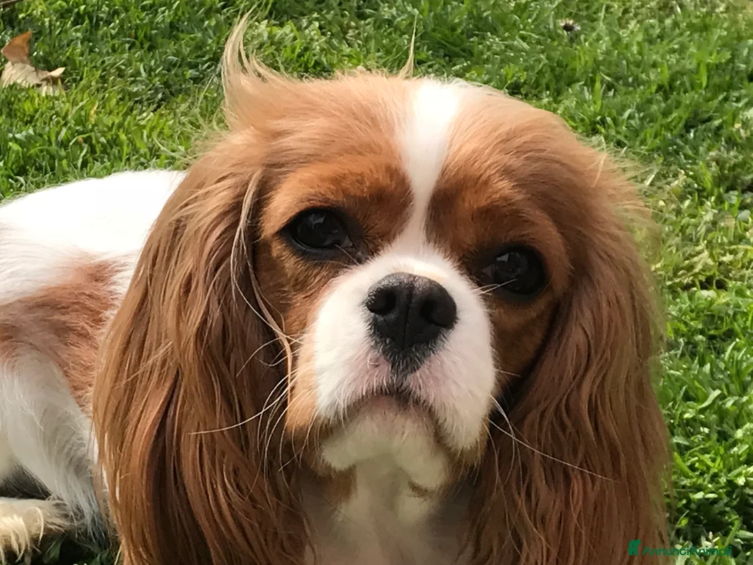 Immagine della galleria {{count}}