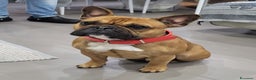 Bulldog Francese cani per accoppiamento: Nico in cerca di una fidanzatina  - Annuncio 4
