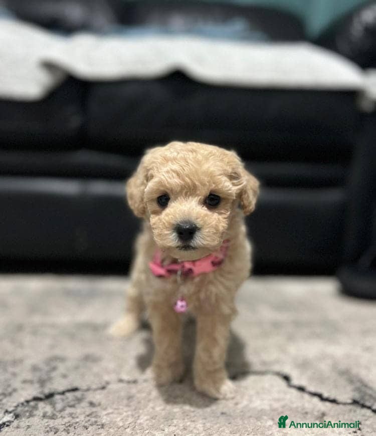 Maltipoo cani Bellissima Toy Maltipoo F1  - Annuncio 2