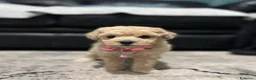 Maltipoo cani in vendita: Bellissima Toy Maltipoo F1  - Annuncio 1