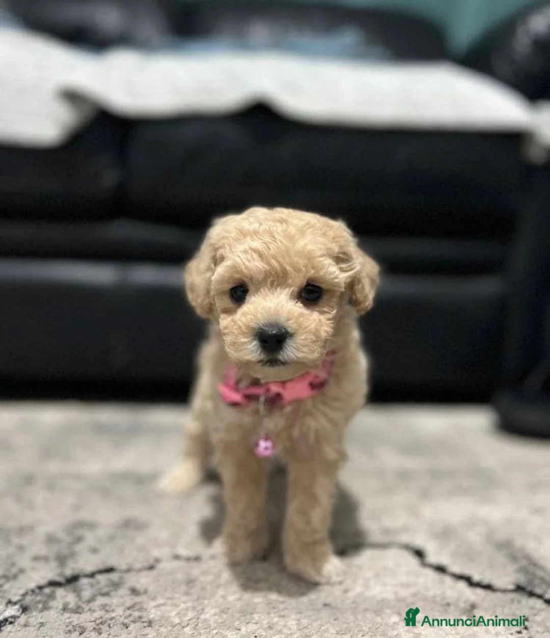 Maltipoo cani in vendita: Bellissima Toy Maltipoo F1  - Annuncio 1