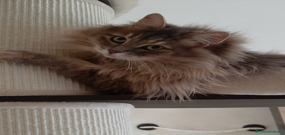 Immagine della galleria {{count}}