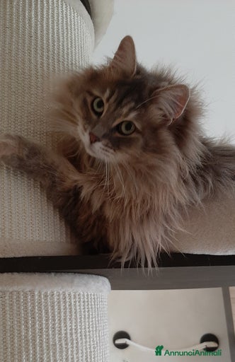 Immagine della galleria {{count}}