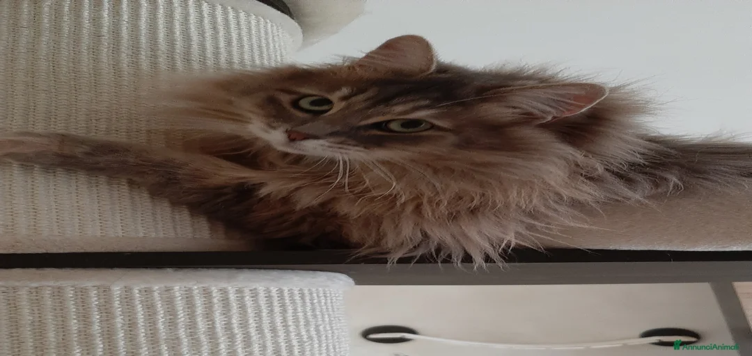 Immagine della galleria {{count}}