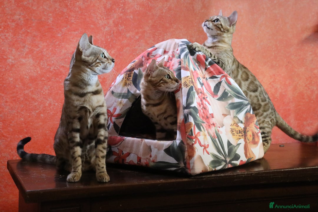 Immagine della galleria {{count}}