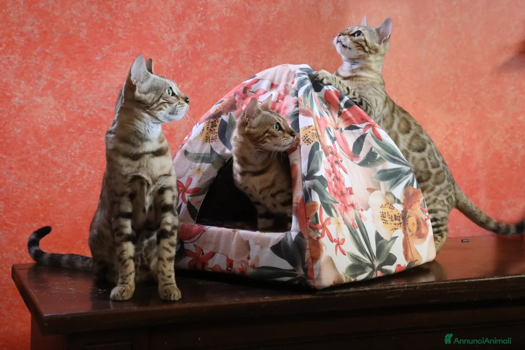 Immagine della galleria {{count}}