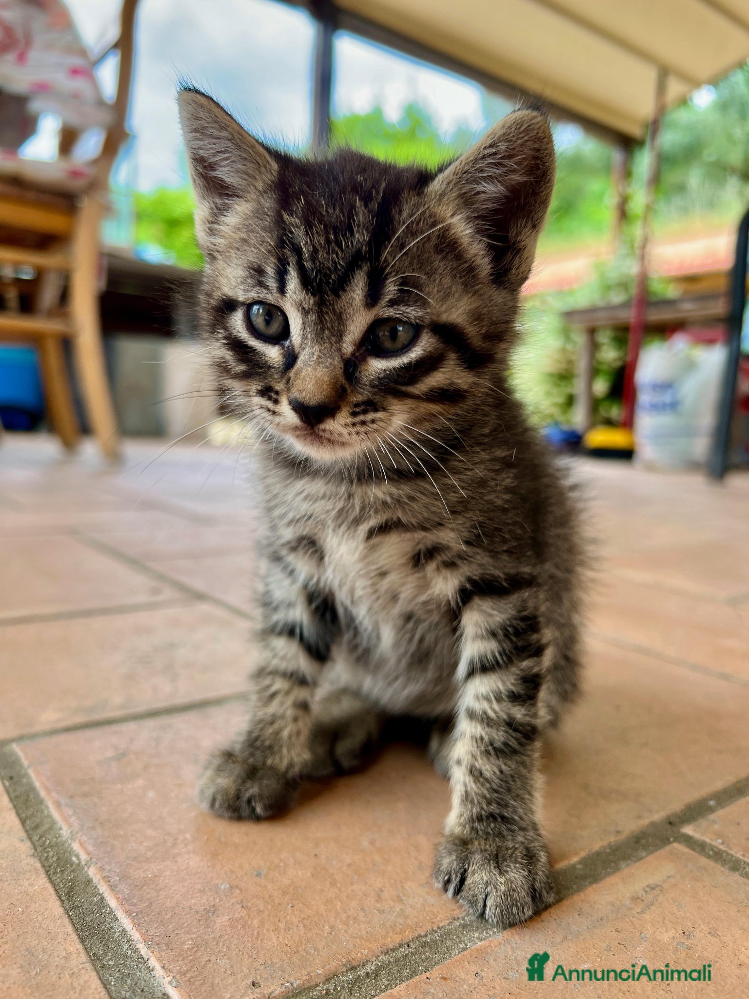 Europeo gatti Gattino in regalo - Annuncio 1