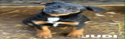 Meticcio cani in regalo: JUDI, coccolona rimasta sola! TG MEDIO PICCOLA - Annuncio 4
