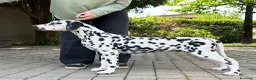 Dalmata cani in vendita: Dalmata cucciolo con pedigree - Annuncio 4