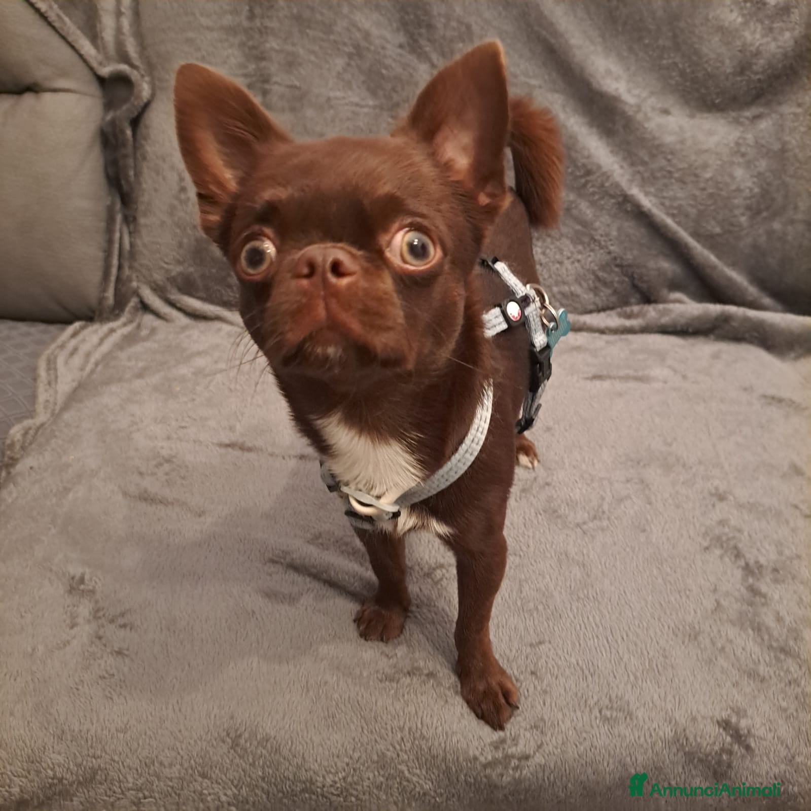 Chihuahua cani 💚 Dante cerca fidanzata! 💚 - Annuncio 1