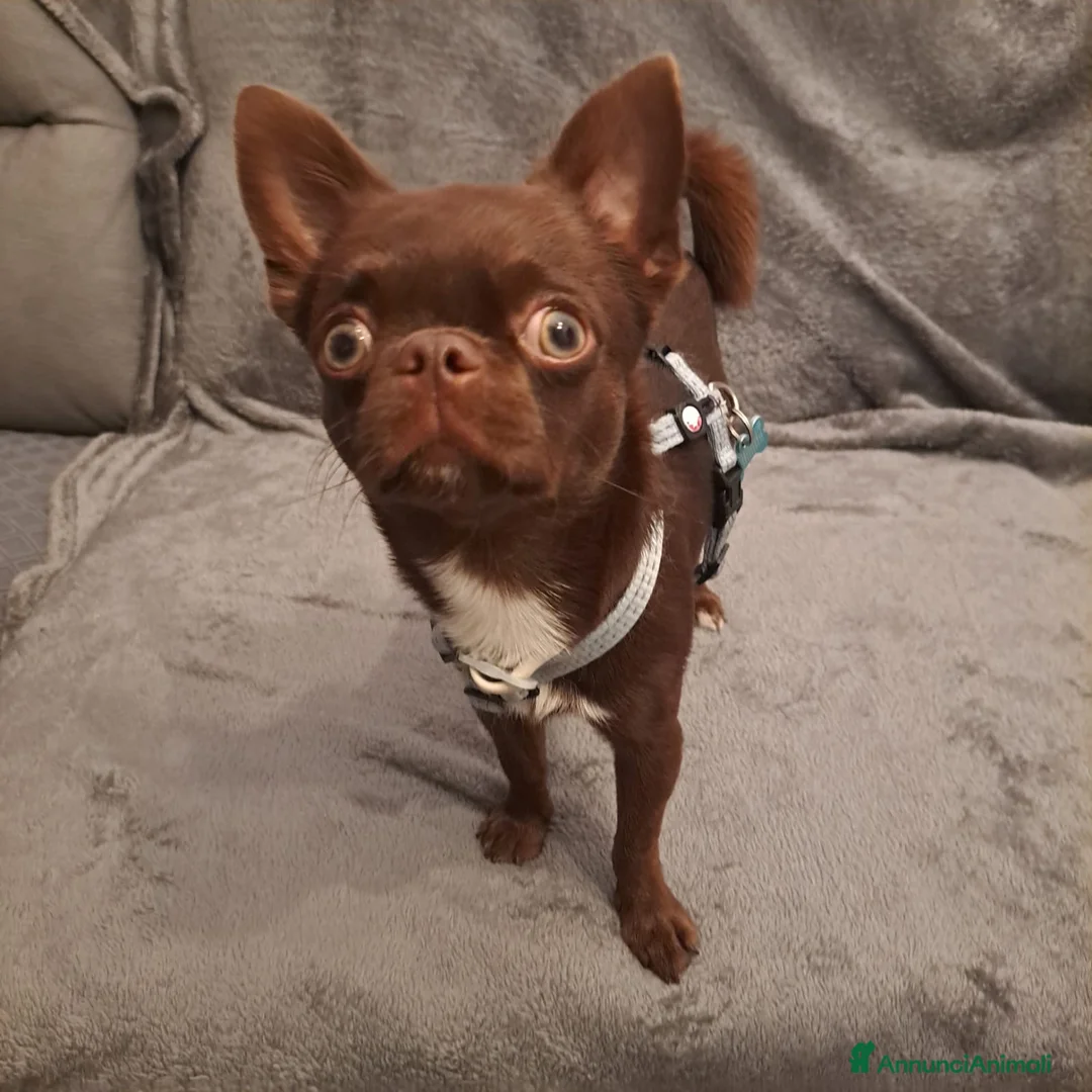 Chihuahua cani per accoppiamento: 💚 Dante cerca fidanzata! 💚 - Annuncio 1