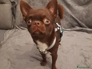 Chihuahua cani 💚 Dante cerca fidanzata! 💚 - Annuncio 1