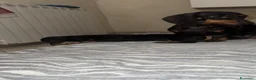 Bassotto Nano cani in vendita: Cucciolo di bassotto maschio  - Annuncio 3