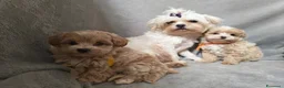 Maltipoo cani in vendita: Cuccioli di Maltipoo toy a Provincia di Como - Annuncio 6