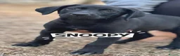 Meticcio cani in regalo: Snoopy bellissimo cucciolo nero  - Annuncio 1
