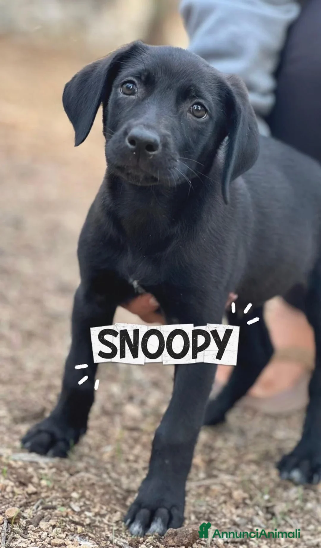 Meticcio cani in regalo: Snoopy bellissimo cucciolo nero  - Annuncio 1