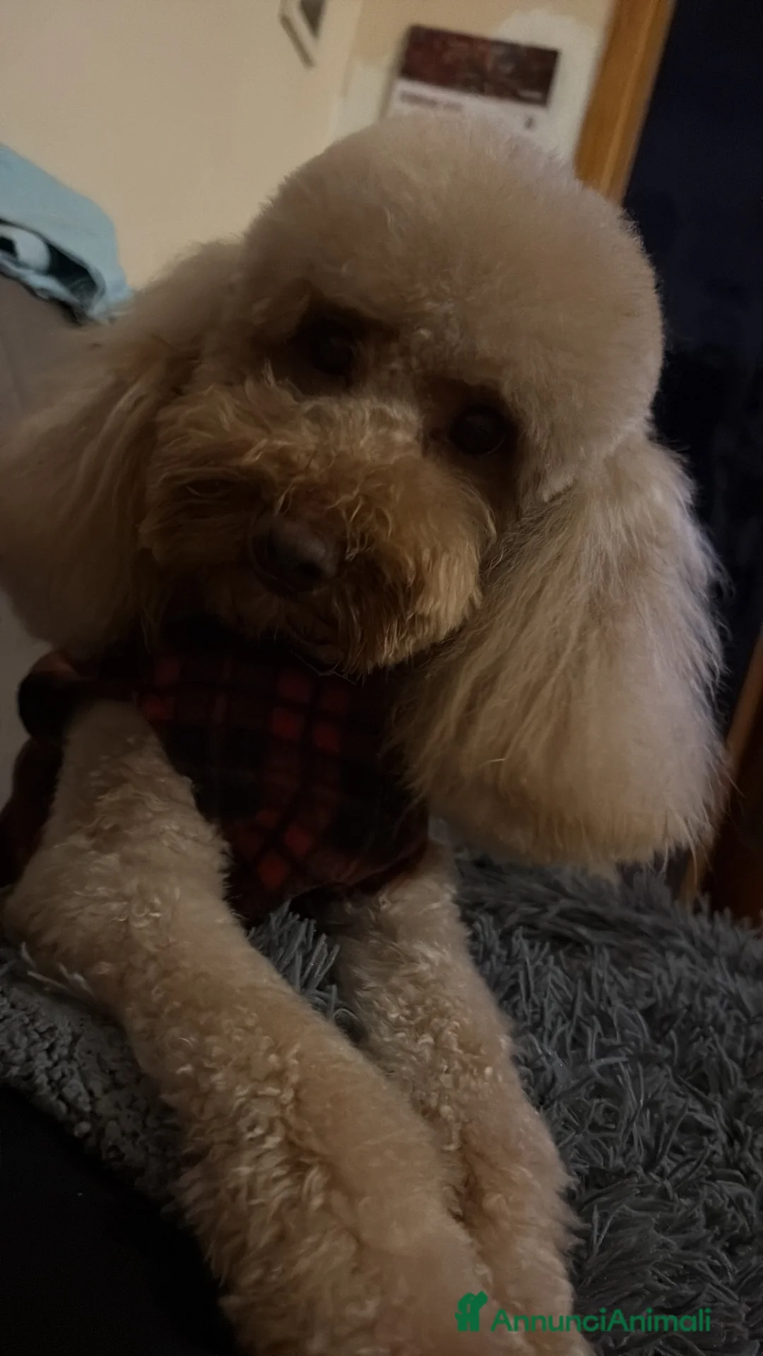 Barboncino cani per accoppiamento: Monta a Provincia di Foggia - Annuncio 1