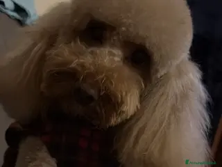 Barboncino cani Monta - Annuncio 30