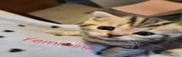 British gatti in vendita: Gattini british - Annuncio 12
