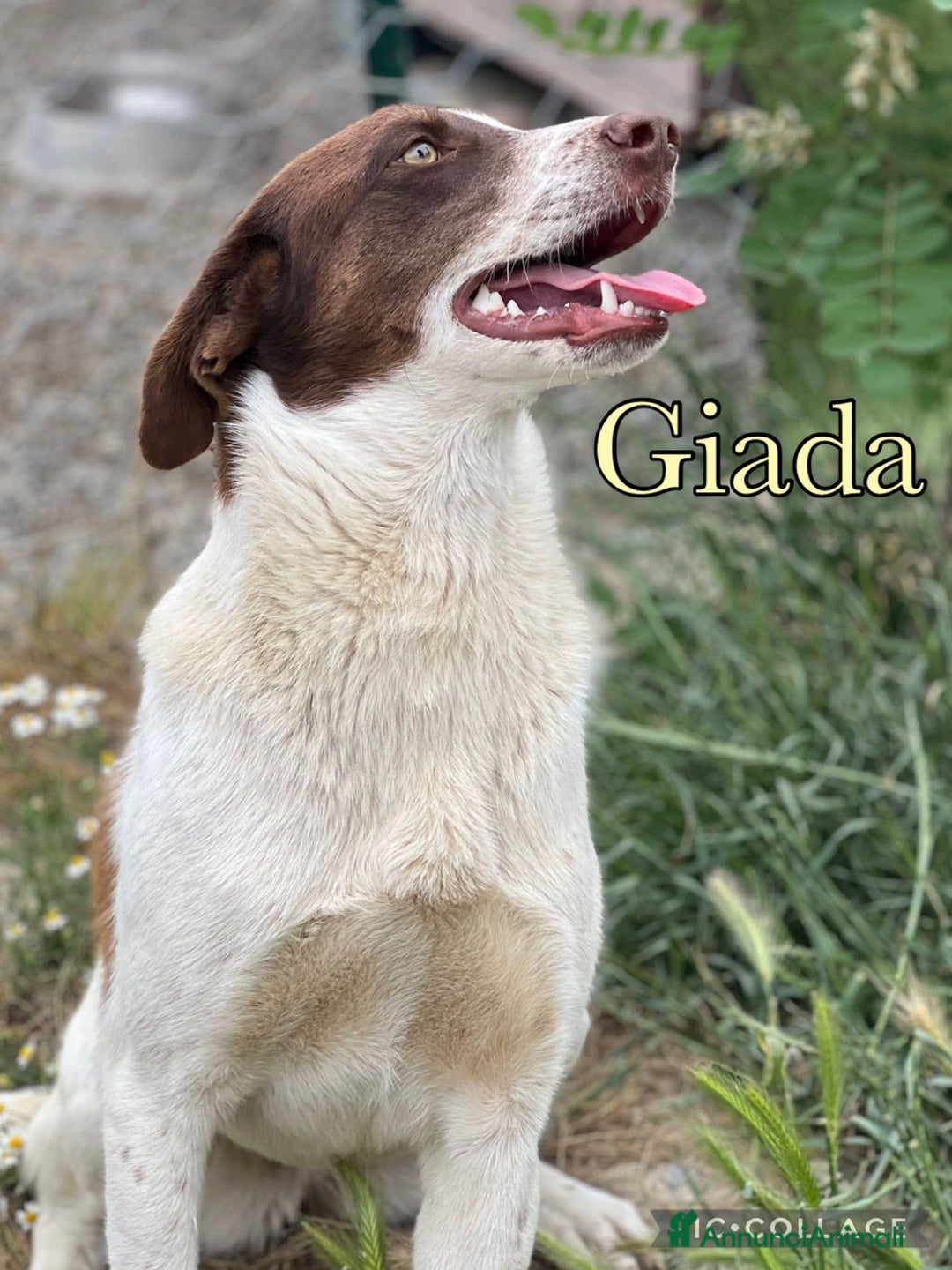 Meticcio cani in regalo: Giada sogna la libertà - Annuncio 4