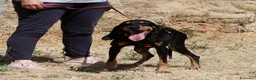 Meticcio cani in regalo: Bea in adozione - Annuncio 3