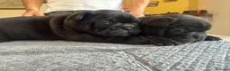 Bulldog Francese cani in vendita: bulldog francese bull dog animali - Annuncio 26
