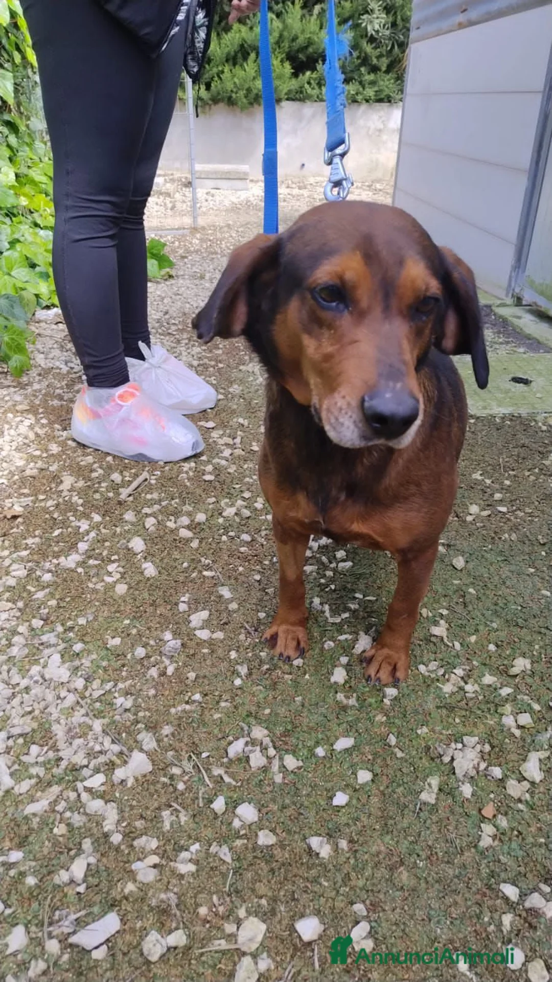 Meticcio cani in regalo: pallino - Annuncio 2