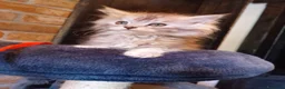 Maine Coon gatti in vendita: Maine coon con pedigree ENFI anche libero  - Annuncio 8