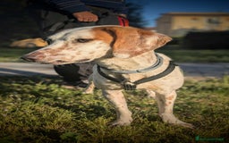 Setter Inglese cani in regalo: Cucciolone incrocio Setter Inglese Breton a Metropolitan City of Rome Capital - Immagine 7