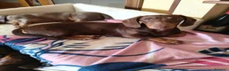 Bassotto cani in vendita: Bassotte 5 mesi - Annuncio 8