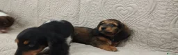 Bassotto cani in vendita: Bassotti tedeschi  - Annuncio 4