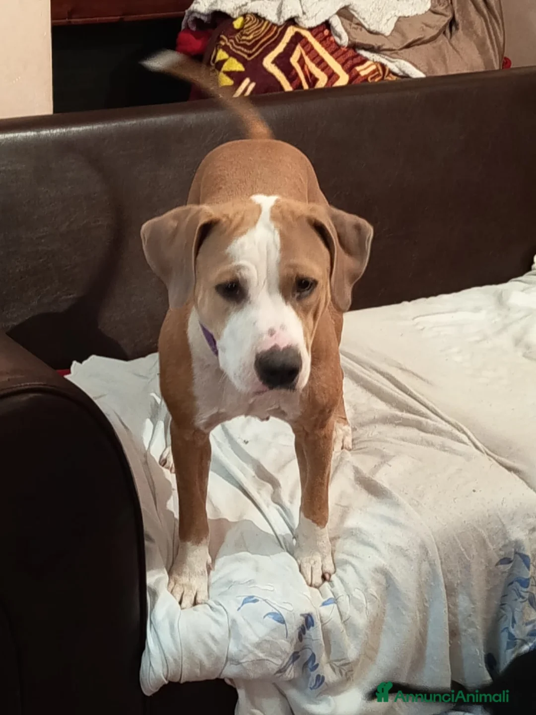 Pitbull cani in vendita: Pitbull a Provincia di Novara - Annuncio 1