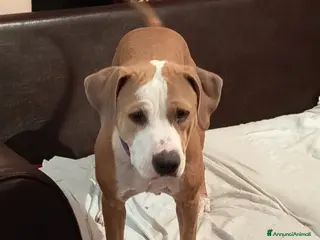 Pitbull cani Pitbull - Annuncio 1