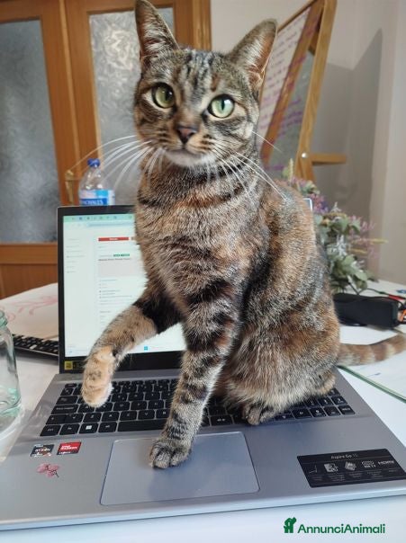 Meticcio cani testtest - Annuncio 2