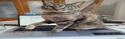 Meticcio cani in vendita: testtest - Annuncio 1