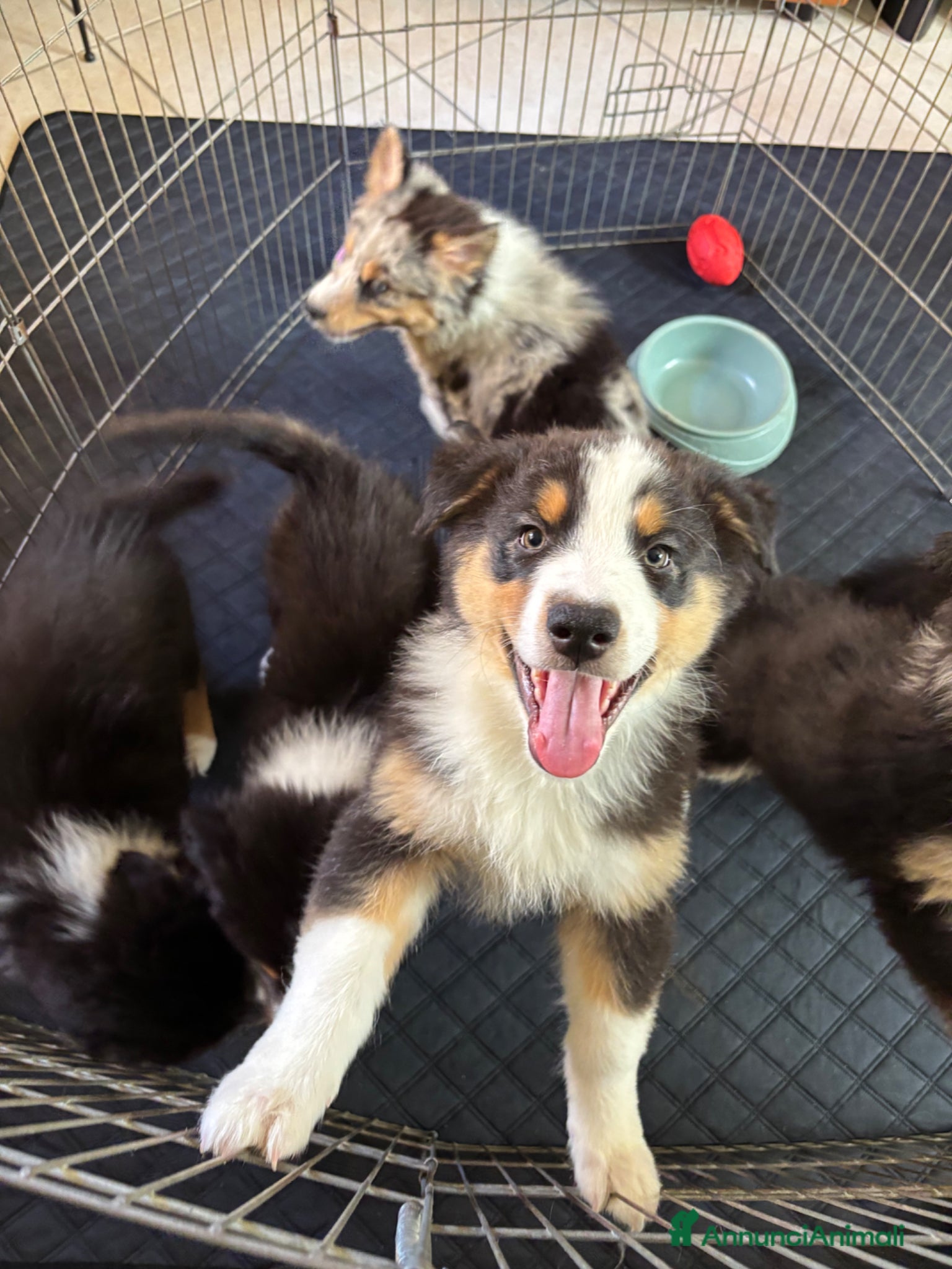 Australian Shepherd cani Cucciolo di pastore australiano  - Annuncio 1