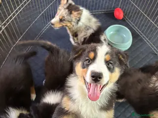 Australian Shepherd cani Cucciolo di pastore australiano - Annuncio 1