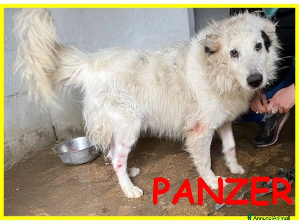 Meticcio cani PANZER dolcissimo orsacchiottone - Annuncio 7