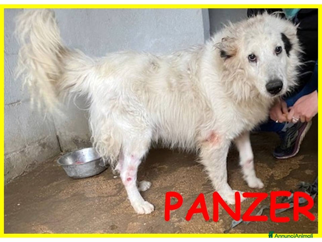 Meticcio cani in regalo: PANZER dolcissimo orsacchiottone - Annuncio 1