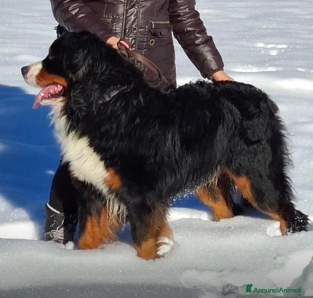 Bovaro del Bernese cani in vendita: Cuccioli Bovaro del Bernese - Annuncio 4