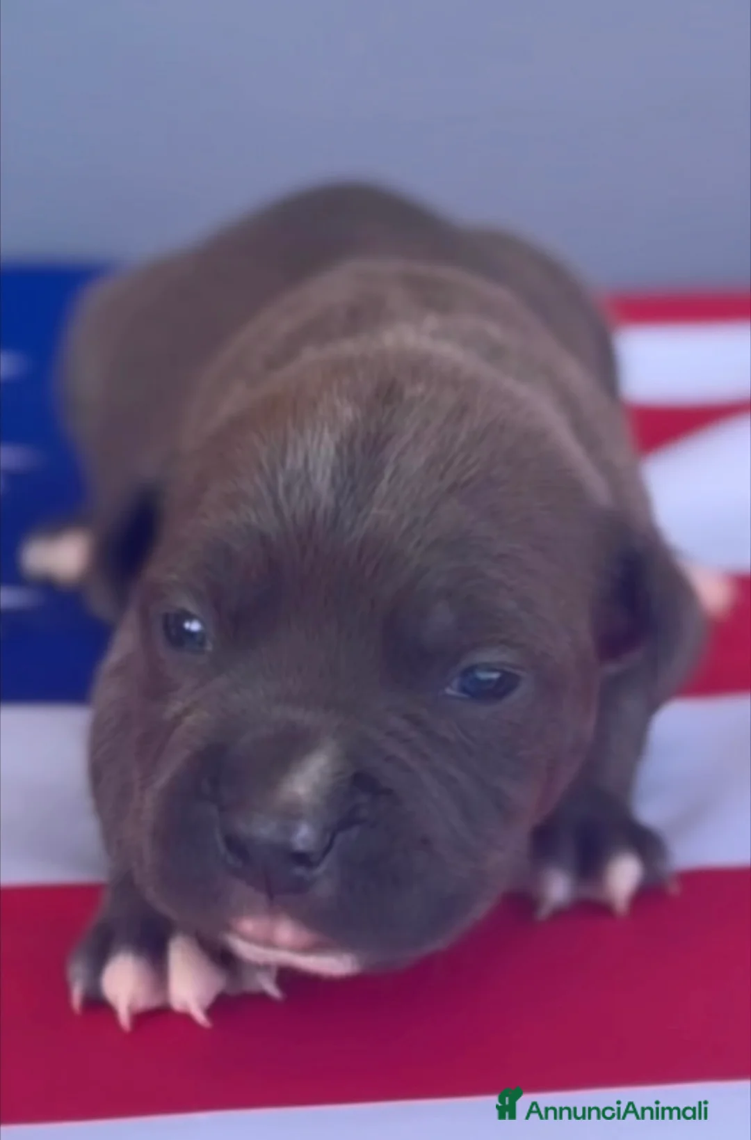 American Staffordshire cani in vendita: Amstaff cuccioli Blu  - Annuncio 6