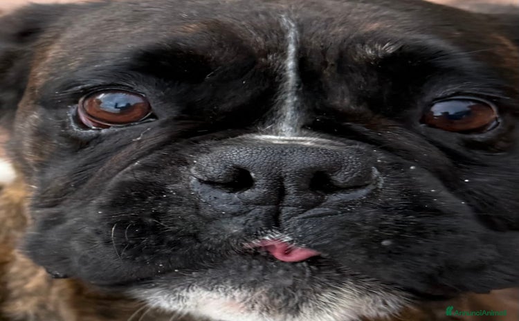 Boxer cani a Città metropolitana di Catania - Annuncio 1